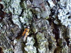 Chrysoclista linneella