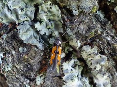 Chrysoclista linneella