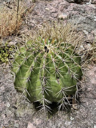 Alamos barrel cactus (Ferocactus alamosanus)
