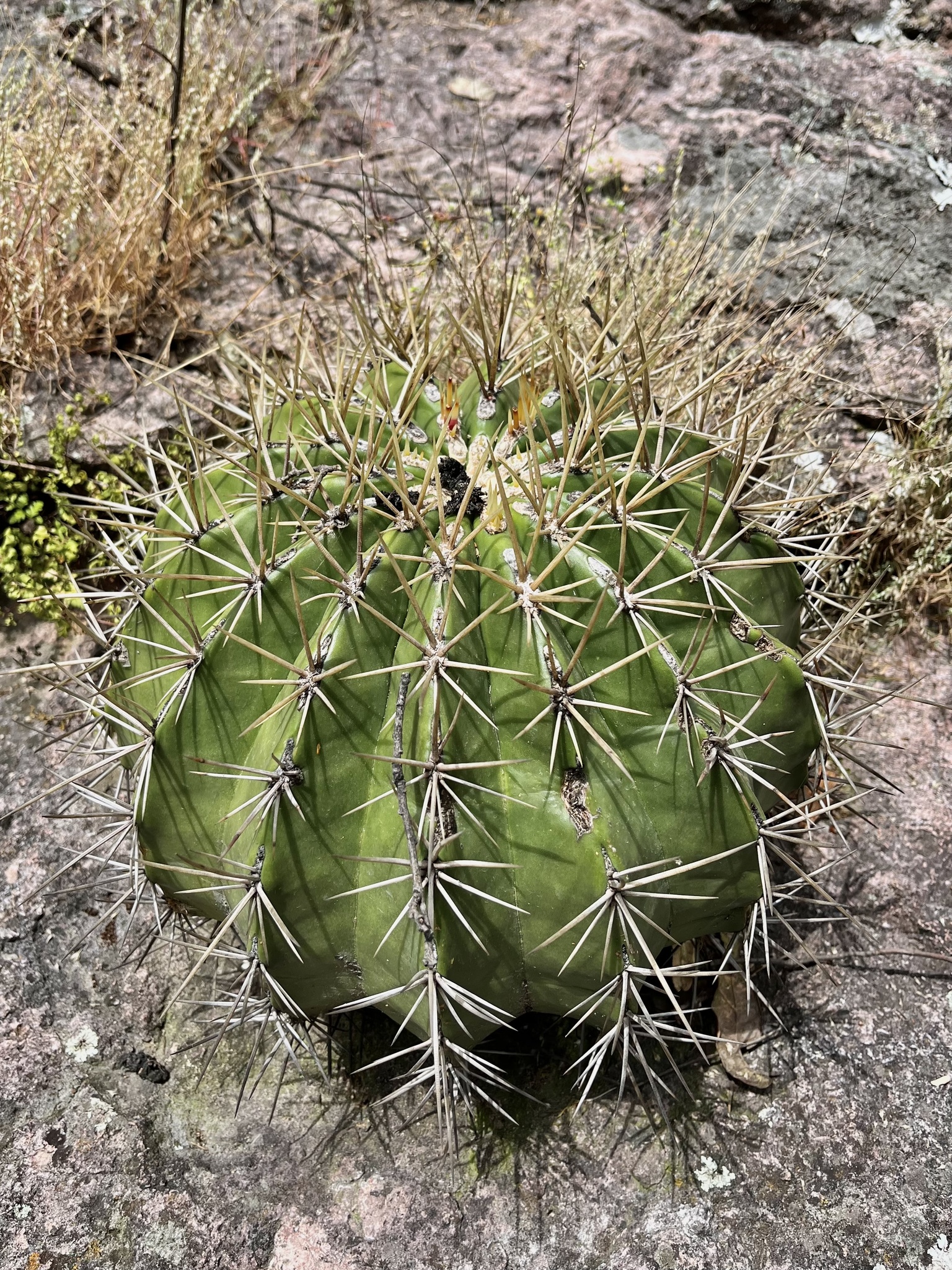 Alamos Barrel Cactus (Ferocactus alamosanus)