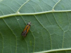 Chrysoclista linneella