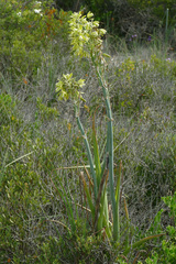 Albuca grandis