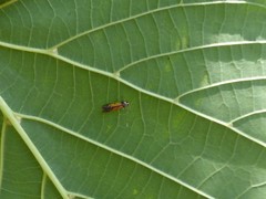 Chrysoclista linneella