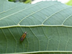 Chrysoclista linneella