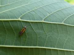 Chrysoclista linneella