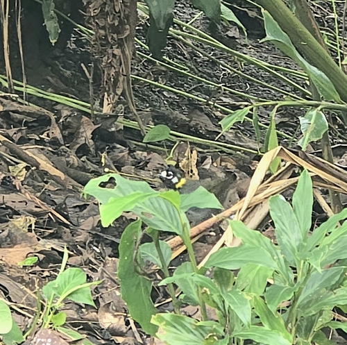 White-eared Ground-Sparrow (Melozone leucotis)