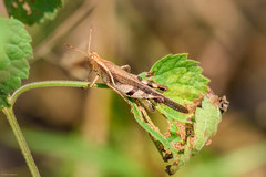 Abracris dilecta