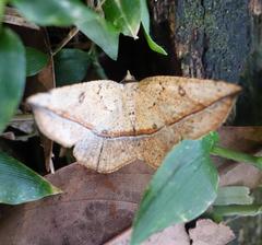 Entomopteryx rubridisca