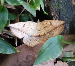 Entomopteryx rubridisca