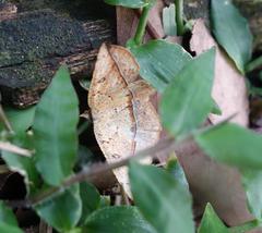 Entomopteryx rubridisca