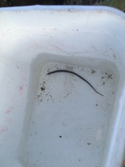 Syngnathidae
