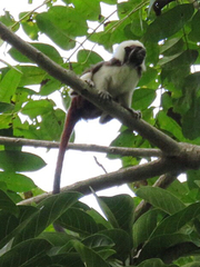 Saguinus oedipus