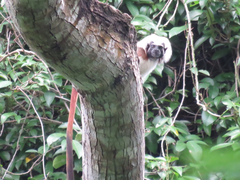 Saguinus oedipus
