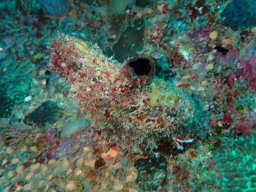 Photo of Mussel-like ascidian (Polycarpa mytiligera)