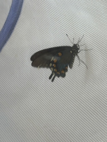 Pipevine Swallowtail