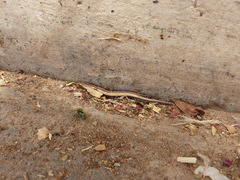 Chalcides mionecton trifasciatus