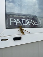 Kraussaria angulifera