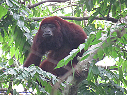 Colombian Red Howler Monkey, photo 7 of 9