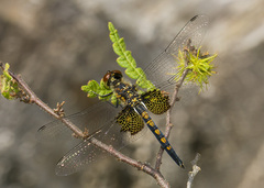 Celithemis martha