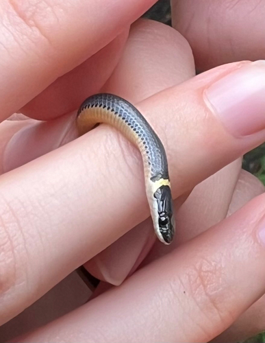 Ring-necked Snake