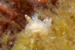 Thecacera