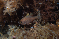 Vincentia conspersa