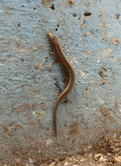 Chalcides mionecton trifasciatus
