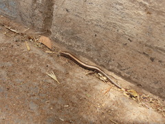 Chalcides mionecton trifasciatus