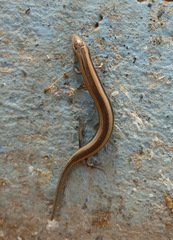 Chalcides mionecton trifasciatus