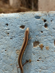 Chalcides mionecton trifasciatus