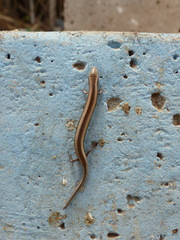 Chalcides mionecton trifasciatus
