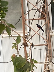 Laniarius erythrogaster