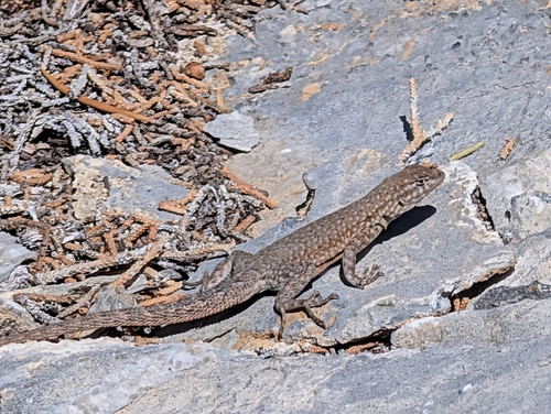 iNaturalist observation photo of Common Side-blotched Lizard