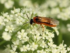 Athalia rosae
