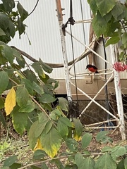 Laniarius erythrogaster