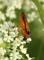 Athalia rosae