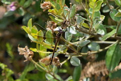 Syncordulia gracilis