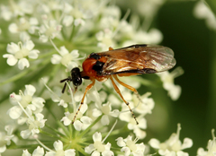 Athalia rosae