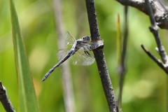 Zygonyx natalensis