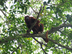 Alouatta seniculus