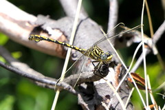 Ceratogomphus pictus