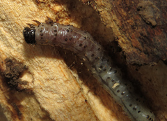 Scolecocampa liburna