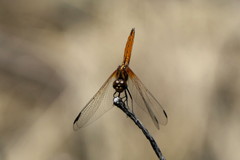 Trithemis pluvialis