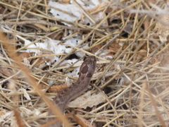 Macroprotodon brevis