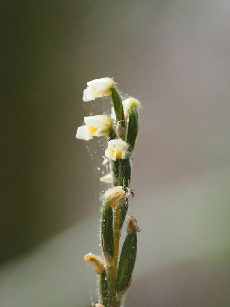 Zeuxine oblonga