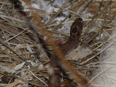 Macroprotodon brevis