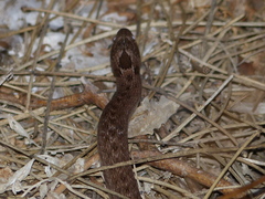 Macroprotodon brevis
