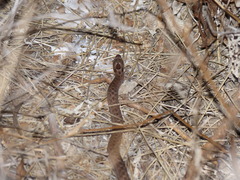 Macroprotodon brevis