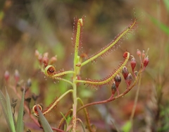 Drosera indica