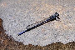 Pseudagrion draconis